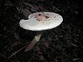 Amanita phalloides