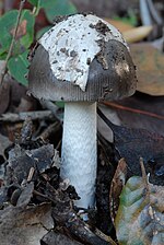 Miniatura para Amanita vaginata