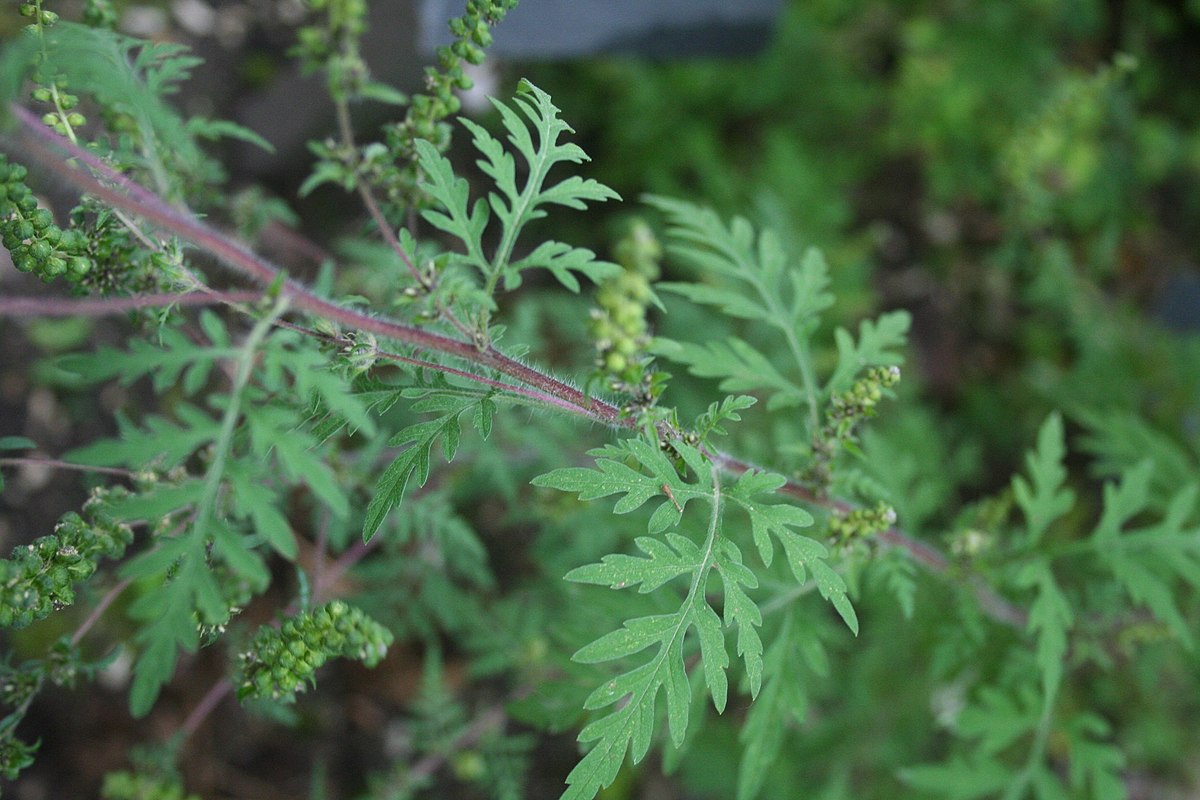 Яблоки амброзия. Ирис амброзия. Ambrosia artemisiifolia Linnaeus. Амброзия 3х раздельная. Амброзия напиток.