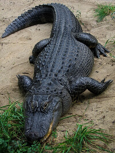 A large American alligator standing half on sand and half on grass.