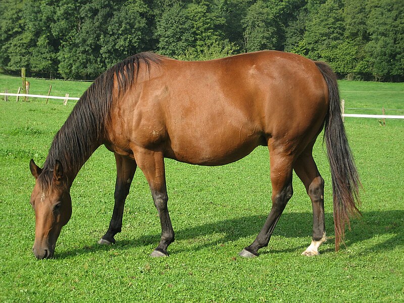 Seal brown (horse) - Wikipedia