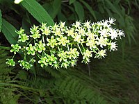 Amianthium muscitoxicum