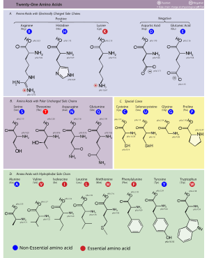 Amino Acids002.svg