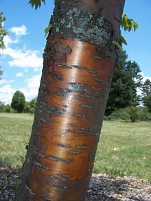 Bark on a cultivated plant Amur maackii Morton 240-93-2.jpg