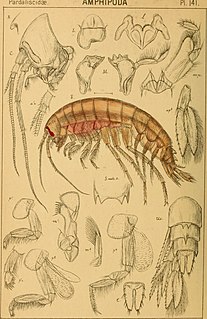 Pardaliscidae Family of crustaceans