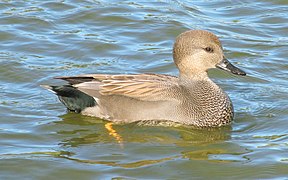 Canard chipeau mâle.