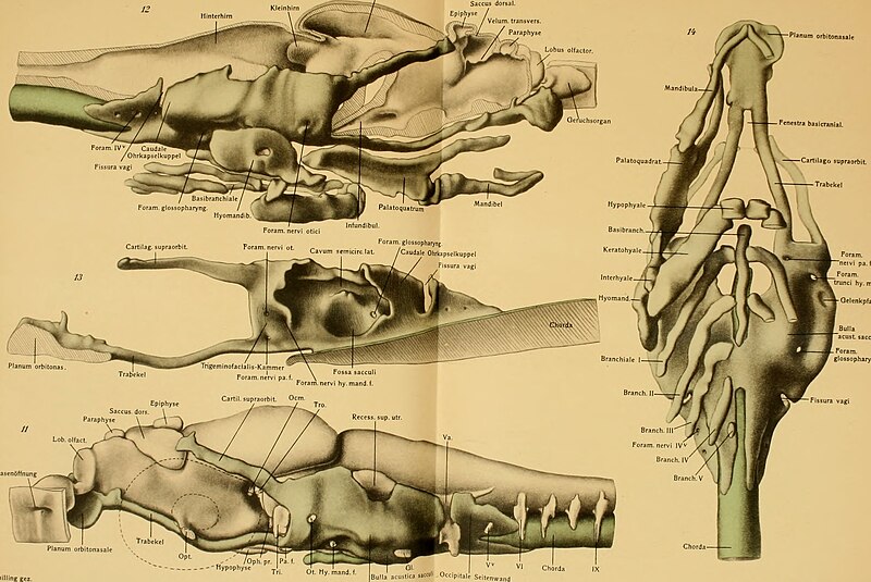 File:Anatomische Hefte (1911) (17549911064).jpg