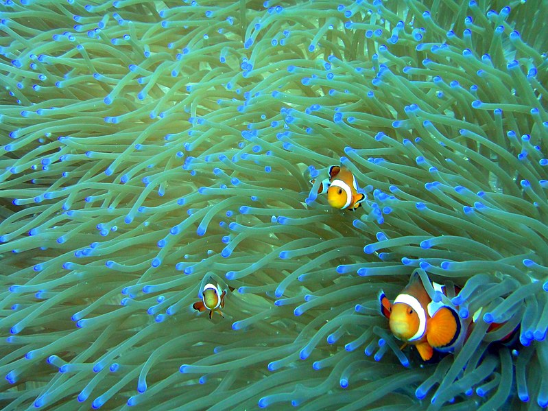 File:Anemone fish in Anemone.jpg