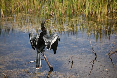 Anhinga anhinga (cat.)