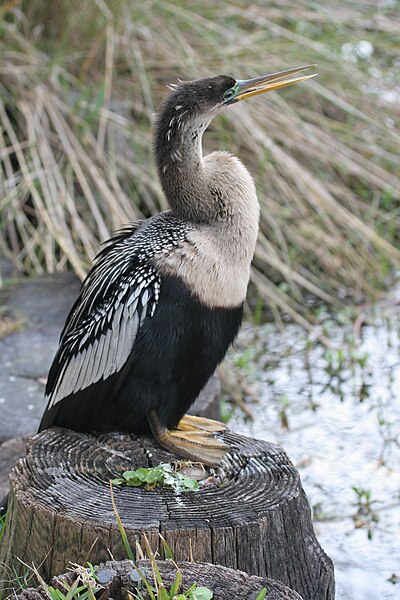 File:Anhinga anhinga - Hilton Head.jpg