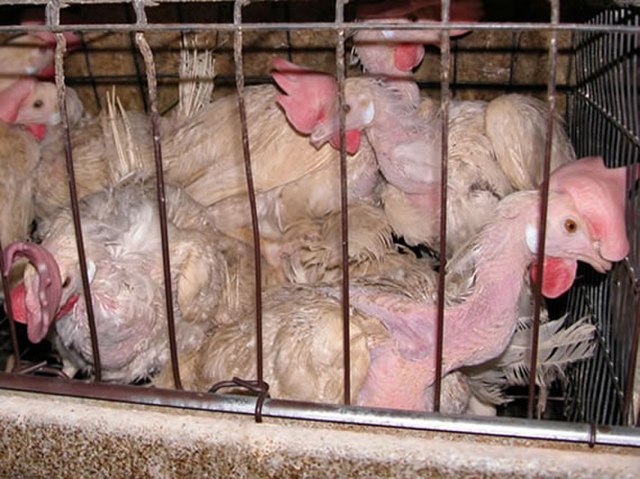 Chickens held inside a battery cage in a factory farm