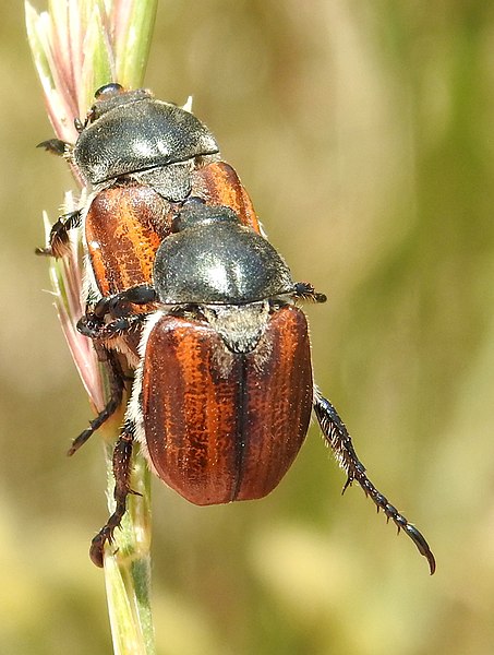 File:Anisoplia tempestiva 2.jpg