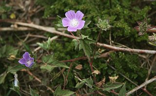 <i>Anoda</i> Genus of flowering plants