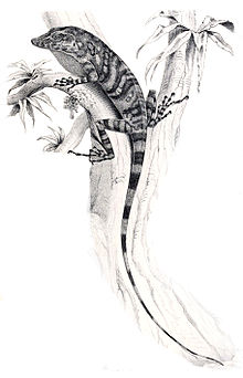 Anolis insignis.jpg