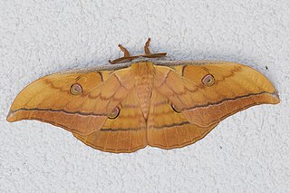<i>Antheraea</i> Genus of moths
