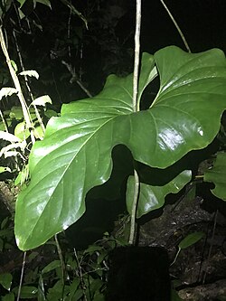 Anthurium brownii foliage Panama.jpg
