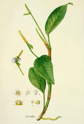 Anthurium scandens (sekcja Tetraspermium)