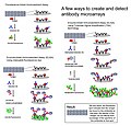 Thumbnail for Antibody microarray