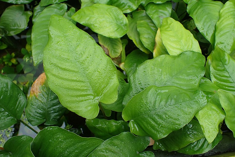 File:Anubias barteri var caladiifolia kz01.jpg