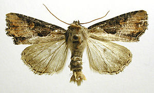 Apamea ophiogramma.jpg