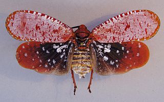 <i>Aphaena submaculata</i> Species of insect