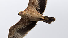 Juvenile Spanish imperial eagle in flight Aquila adalberti 2014-02-08 1.jpg