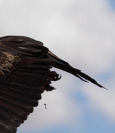 Wedge-tailed Eagle (Aquila audax), Northern Territory, Australia