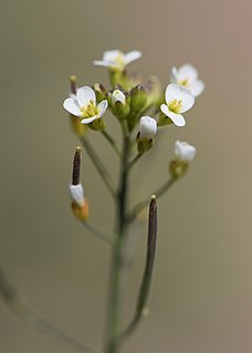 Calcium signaling in <i>Arabidopsis</i>