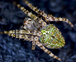 Descrizione dell'immagine Araneus eburnus 1.jpg.