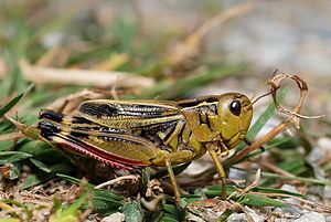 Прямокрылые насекомые. Прямокрылые Orthoptera. Прямокрылые Кузнечики. Кобылка Прямокрылые. Arcyptera Fusca.