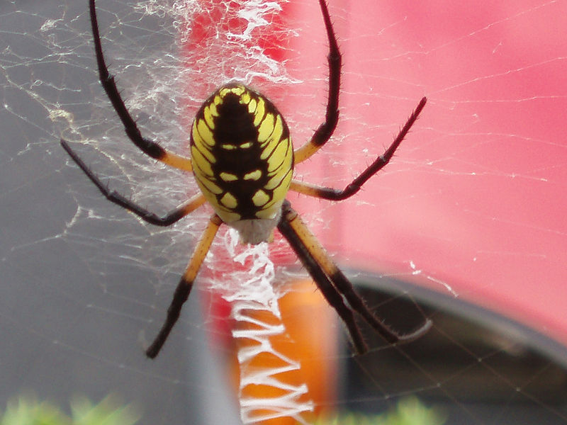 File:Argiope aurantia (2).jpg