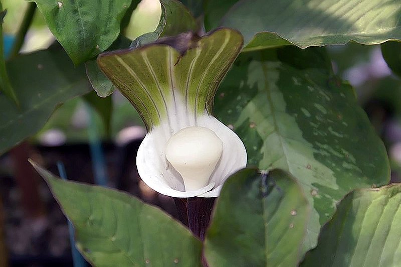 File:Arisaema sikokianum 0zz.jpg