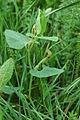 Aristolochia lutea