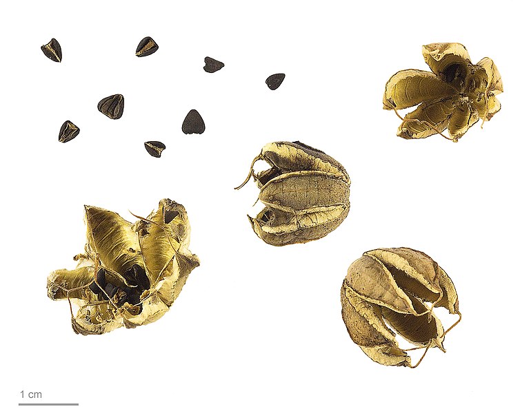 File:Aristolochia pistolochia MHNT.BOT.2011.18.9.jpg
