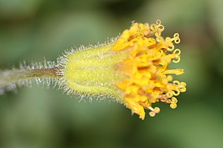 Arnica parryi