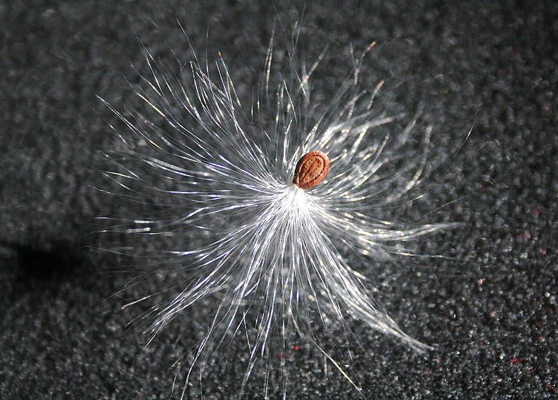 Soubor:Asclepias Seed (Cape Cod).jpg