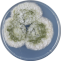 Aspergillus transmontanensis growing on CYA plate