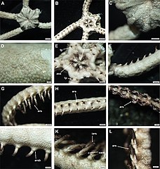 File:Asteroschema salix (10.3897-zookeys.1090.76292) Figure 14.jpg (Category:Asteroschema salix)