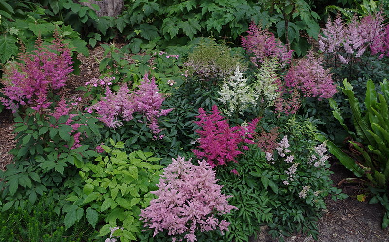 File:Astilbe - Parc floral.JPG