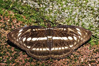 Athyma selenophora laela female dorsal view 20140618.jpg