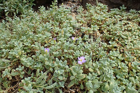 Aubrieta scardica