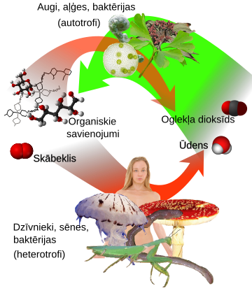 Heterotrofi