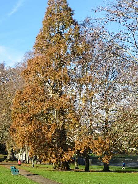 File:Autumn trees, Forde Park - geograph.org.uk - 4265220.jpg