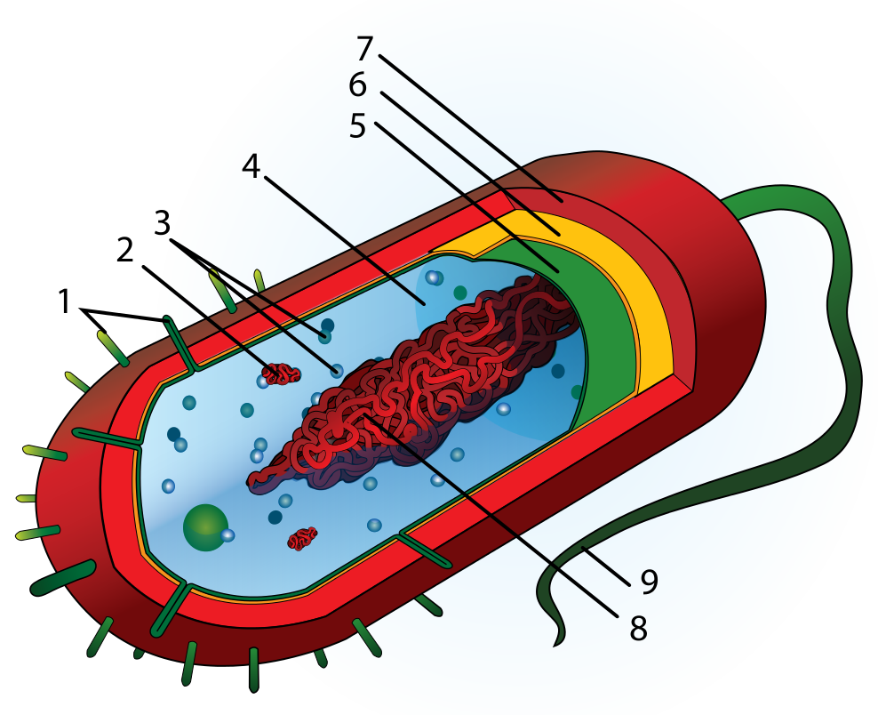 Прокариоты клетка рисунок. Строение прокариотической бактериальной клетки. Схема строения бактериальной клетки микробиология. Строение прокариотических клеток бактерии. Прокариотическая клетка bacteria.