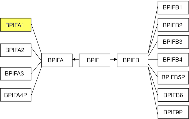 File:BPIFfamily-BPIF-A1.png