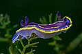 * Nomination Sea slug (Felimida krohni), Arrábida National Park, Portugal --Poco a poco 11:50, 9 May 2023 (UTC) * Promotion  Support Good quality. --Ermell 21:52, 9 May 2023 (UTC)