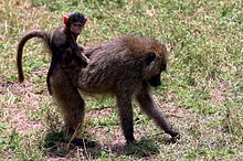 Young Olive baboon on the back of its mother, Lake Manyara National Park, Tanzania Baby baboon on back.jpg