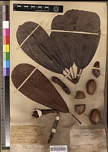 1894年にアンリ・ルコントにより現コンゴ共和国のクイルー川支流の河岸で採取されたモアビの葉と種子の標本（厳密にはシノニムの一つである Baillonella obovata の基準標本; 標本番号66番、フランスの国立自然史博物館蔵）。