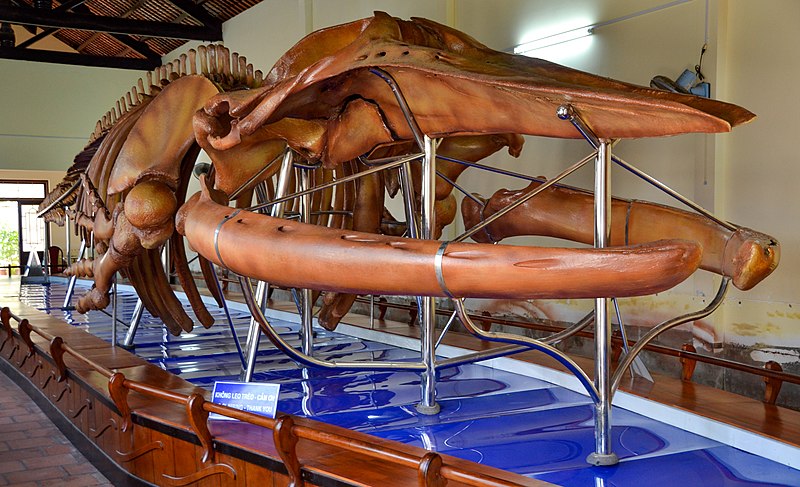 File:Balaenoptera physalus skeleton in the Van Thuy Tu Temple.jpg