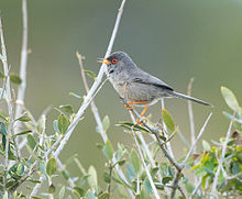 Balearic Warbler.jpg 